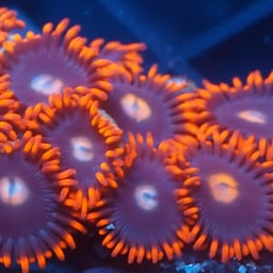 Jason Fox Punk Rocker Zoa