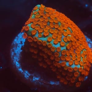 Aquaman Montipora