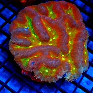Red Symphyllia