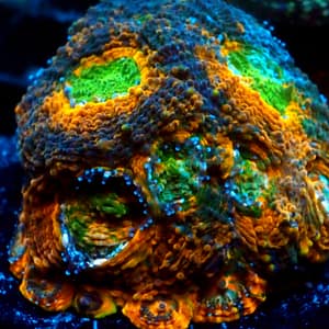 Orange and Green Echinata