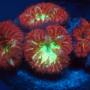 Gold Raven Blastomussa Merletti