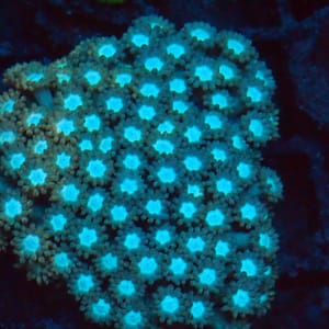 Grafted Gonipora