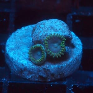 Smurf Zoa