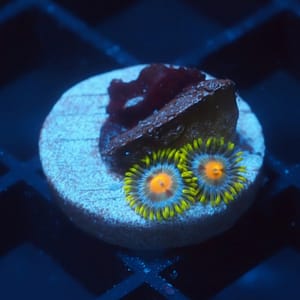 Blow Pop Zoa