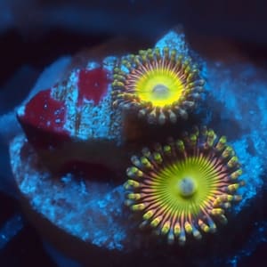 ASD Hyper Jubilee zoa
