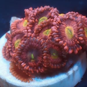 Playboy Bunny Zoa