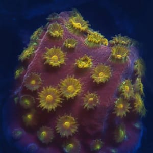 WWC Copperhead Cyphstrea