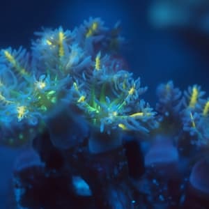 Yellow Clove Polyps