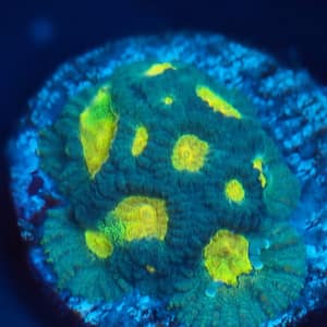 Yellow Eye Favia