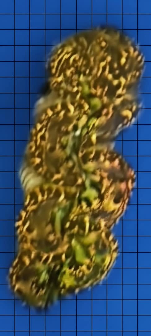 Yellow and Green Clam