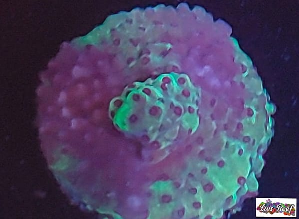 Acropora