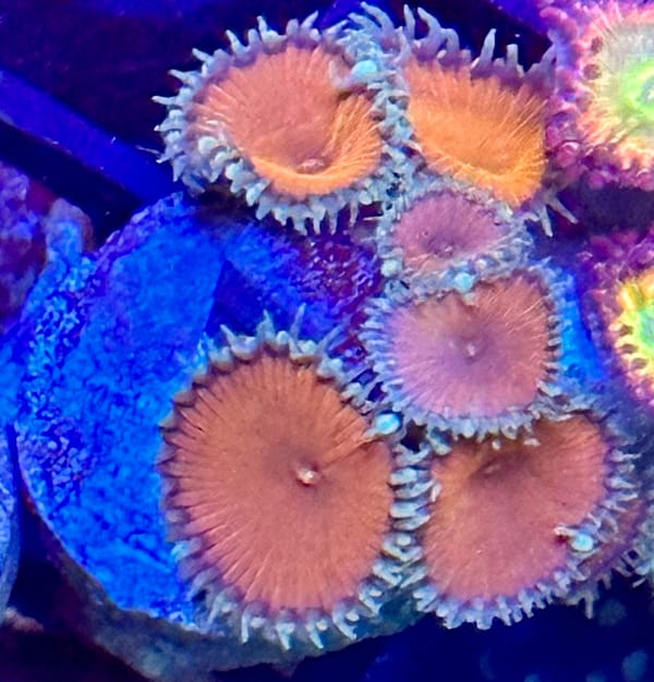 Red Deaths Zoas