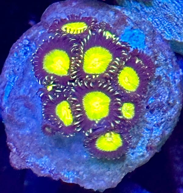 Nuclear Hazards Zoas