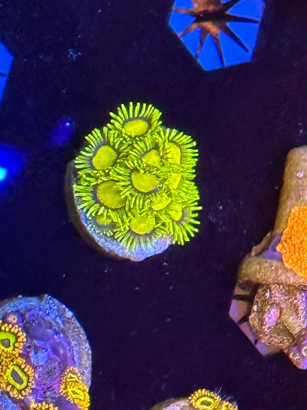 King Midas Zoanthids
