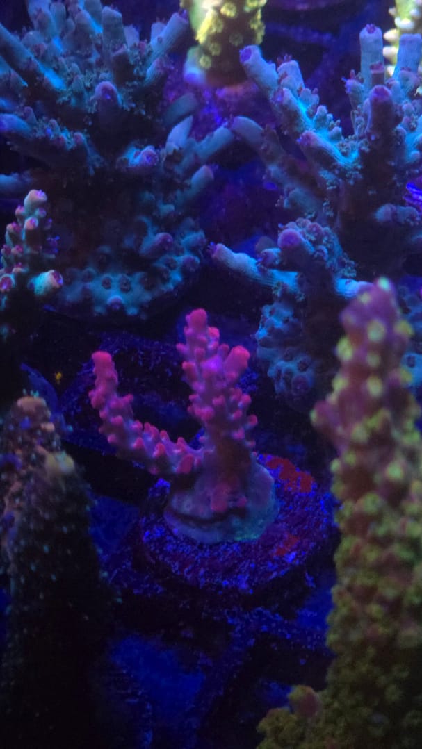 Vivid Confetti Acropora - Image 2