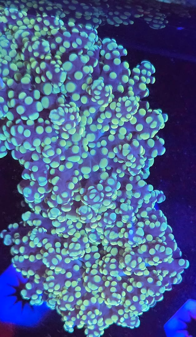 Yeayamaensis Octospawn