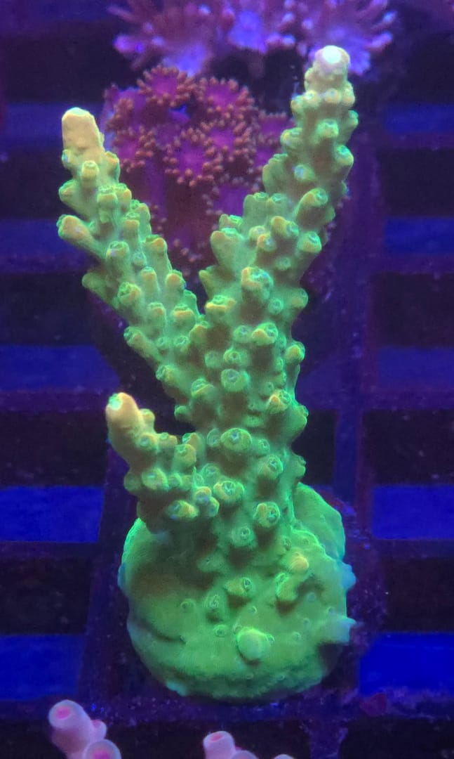 Green Slimer Acropora