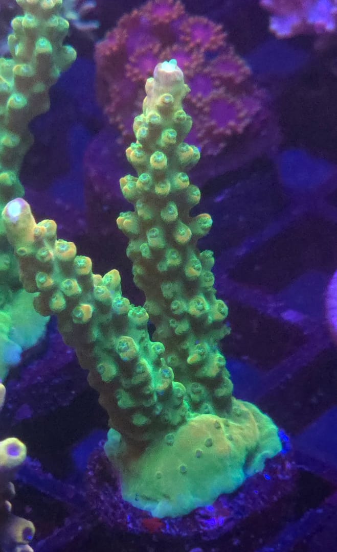Green Slimer Acropora - Image 2