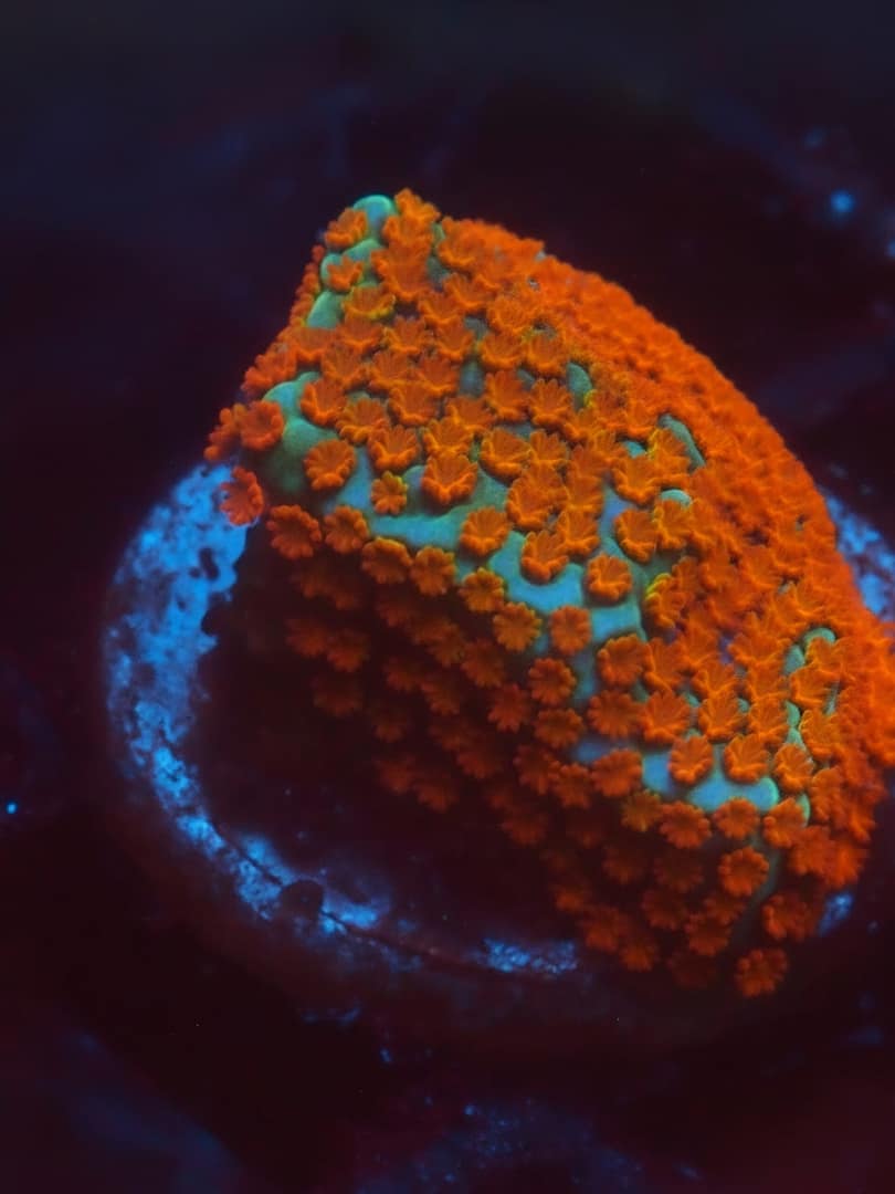Aquaman Montipora