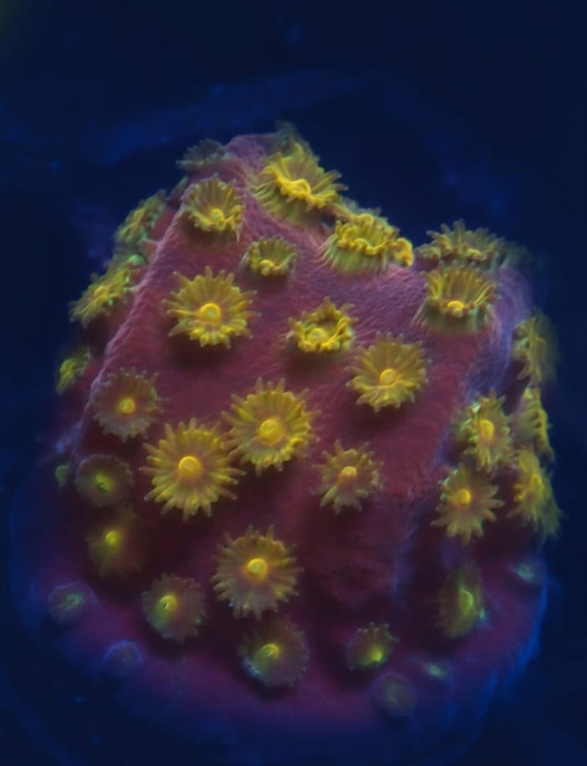 WWC Copperhead Cyphstrea