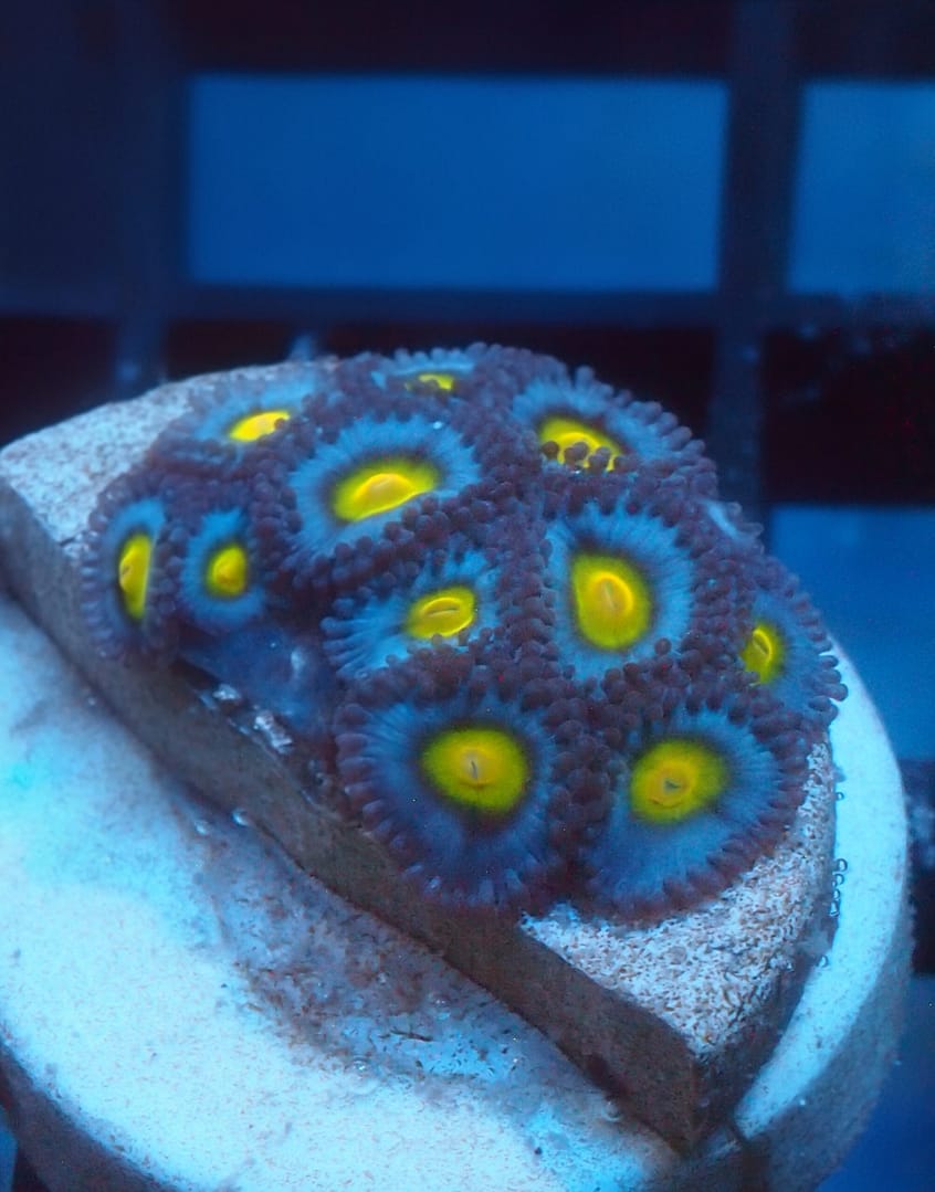 AOI Zoa