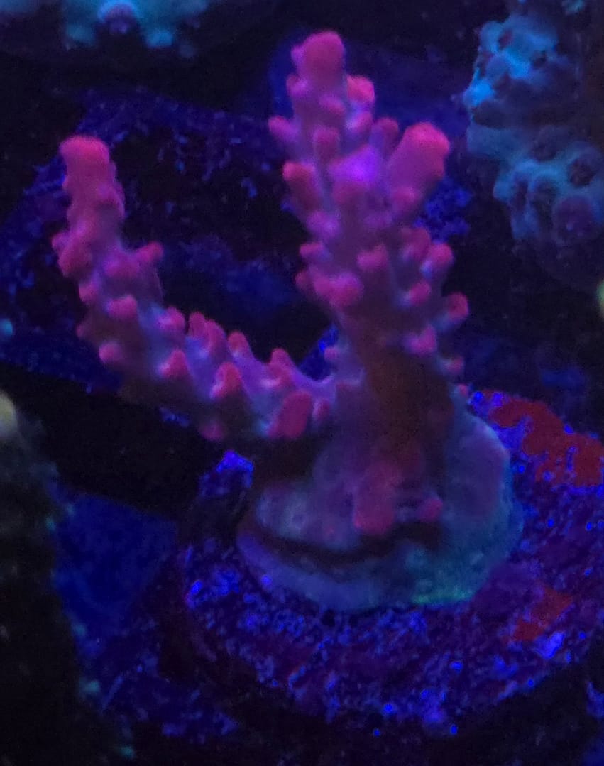 Vivid Confetti Acropora