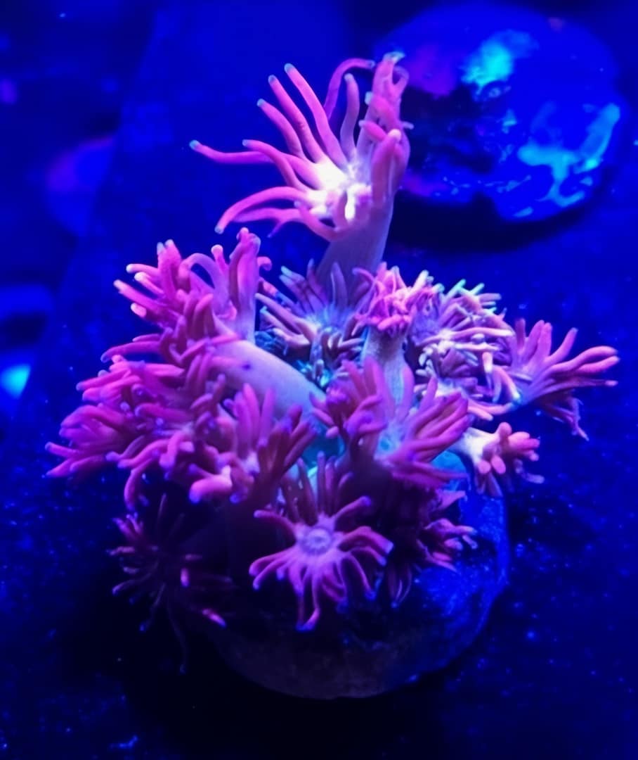 Pink Gonipora