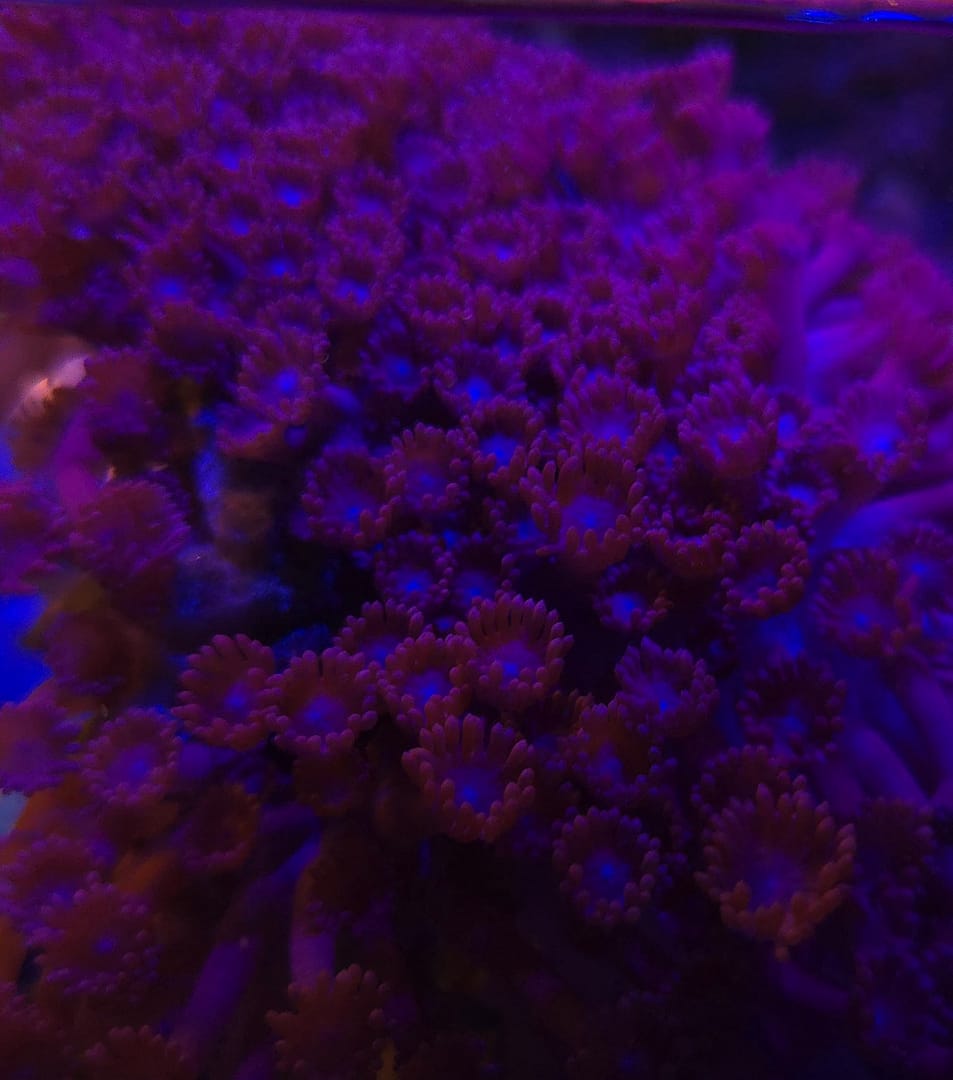 Branching Gonipora - Image 2