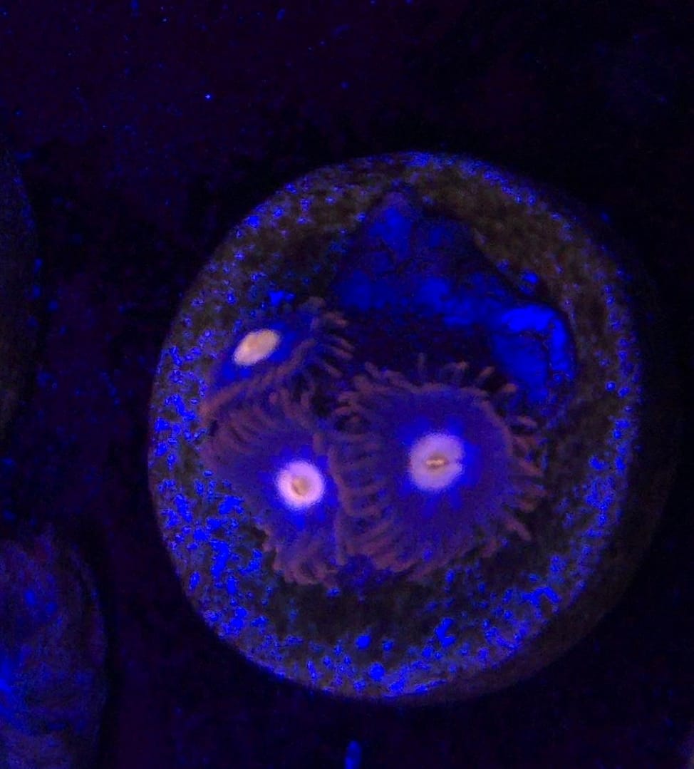 Blue Steel Zoa - Image 2