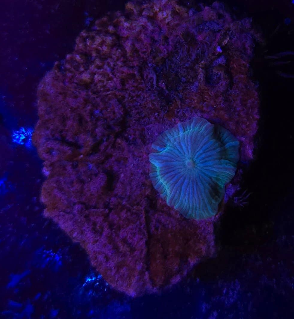 Green Striped Discoma mushrooms