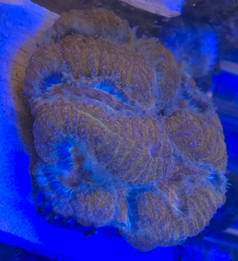 Orange Symphyllia